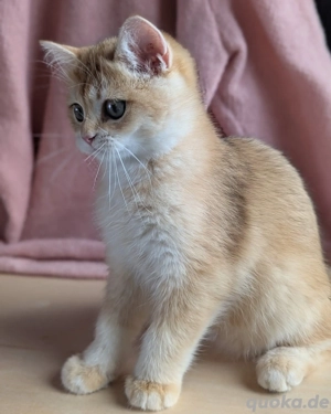 Britisch Kurzhaar erhältlich.