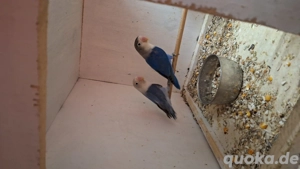 Agaporniden [unzertrennliche]