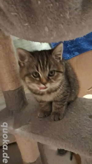 Zucker süße Britisch kurzhaar,  ein Mädchen ist noch frei ar Kitten 