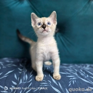 Reinrassige Bengalkatze sucht neues Zuhause