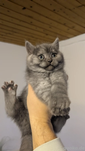 Wunderschöner BKH Kater 