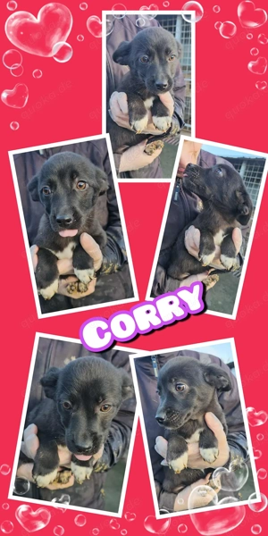 Kleine Corry in Not!