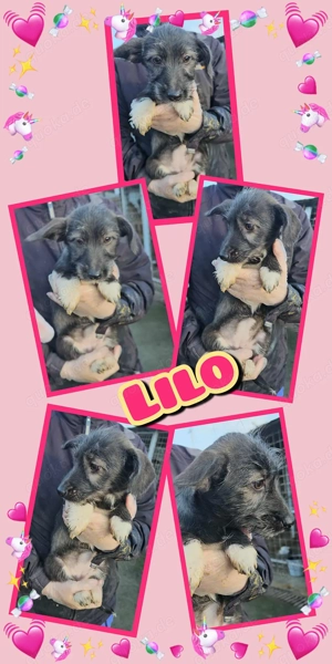 Süße Lilo möchte ins Warme!