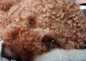 Suche Pudel Deckrüden