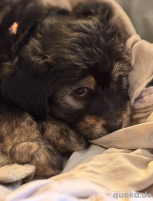 mini aussie doodle hündin