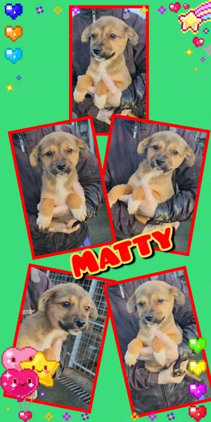 Süßer Matty möchte Rumänien verlassen!