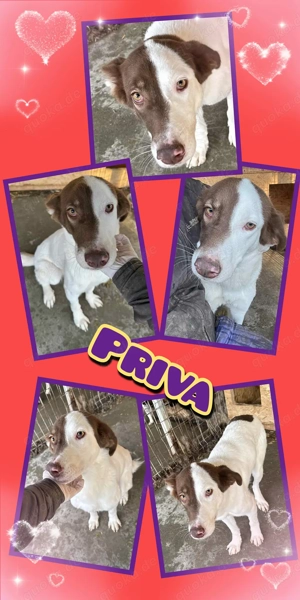 'Tolle Priva möchte Rumänien verlassen!