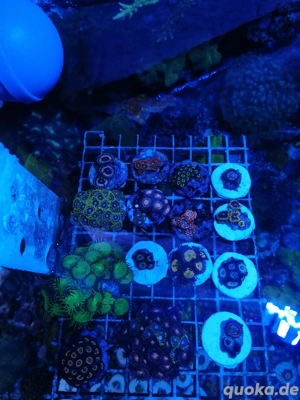 Meerwasser Korallen zoanthus