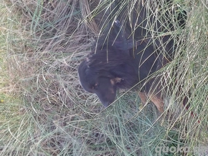 Hovawart Rüde Kastriert 