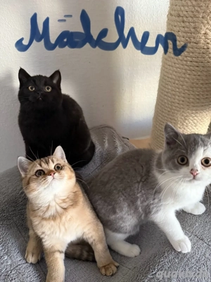 BKH Bärchen dürfen ausziehen 