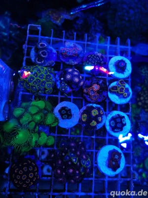 Meerwasser Korallen zoanthus Bild 2