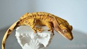 poss. 0.1 Kronengecko Yellow Extrem Harlequin 