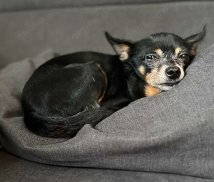 Tiffy - kleines Körbchen mit Herz gesucht