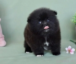 Wunderschöne Pomeranian-Welpen abzugeben.