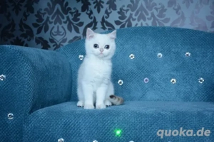 BKH katzhen mit Stammbaum  Bild 2