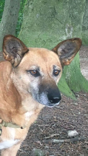 Mila J 48 cm   sucht Streichler [auf Pflegestelle in 24161 Altenholz]