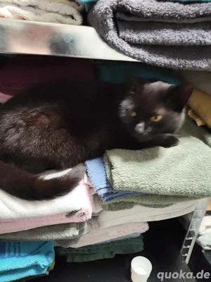 Europäische kurz Haar 