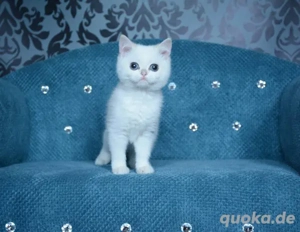 BKH katzhen mit Stammbaum  Bild 5