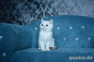 BKH katzhen mit Stammbaum  Bild 3