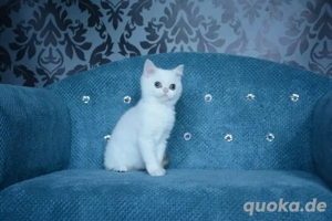 BKH katzhen mit Stammbaum  Bild 4