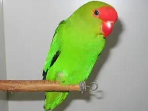 Taranta Bergpapageien