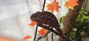 Furcifer pardalis - Pantherchamäleon "Ambilobe"