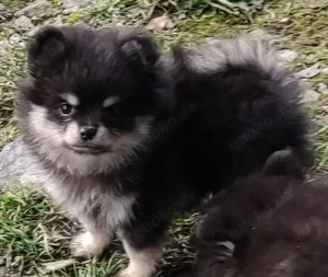 Süße PomChi's suchen ein liebevolles Heim.