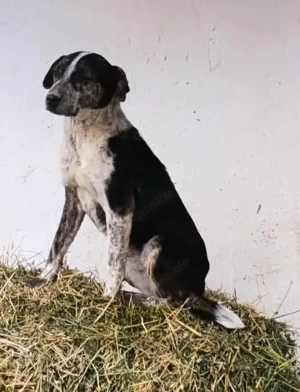 Judy braucht ein Zuhause für immer