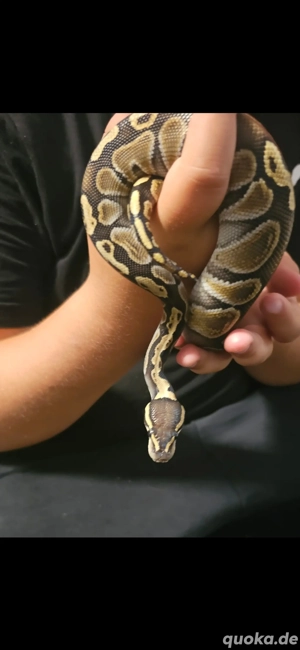 Königspython 0.1 Weiblich
