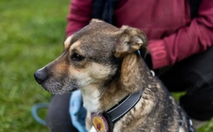 Sanfte Seele Fido sucht seine Menschen Bild 3