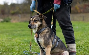 Sanfte Seele Fido sucht seine Menschen Bild 2