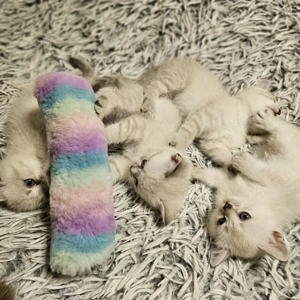  Bezaubernde Kätzchen suchen ihr Traum-Zuhause! 