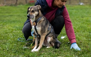 Sanfte Seele Fido sucht seine Menschen Bild 4