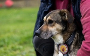 Sanfte Seele Fido sucht seine Menschen Bild 5