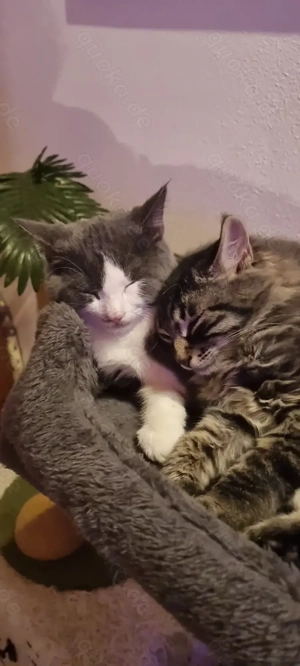 Kitten, Babykatzen, Kätzchen