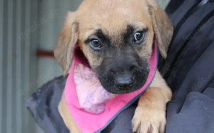 Bei Lovely ist der Name Programm Bild 5