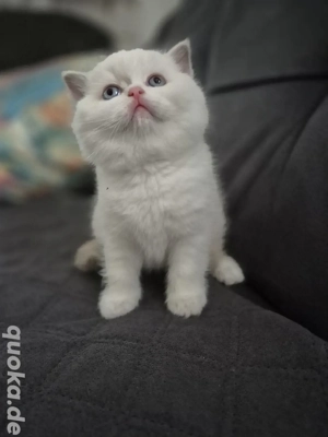 1 BKH Kitte (Kater), reinrassig