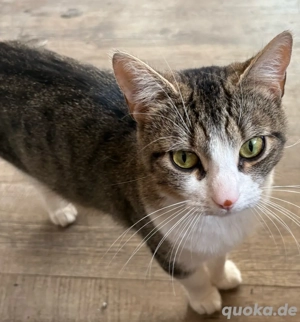 Elli sucht ein neues zuhause 