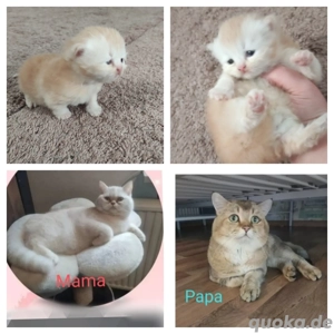 BKH Kitten mit Mama und mit Zubehör 