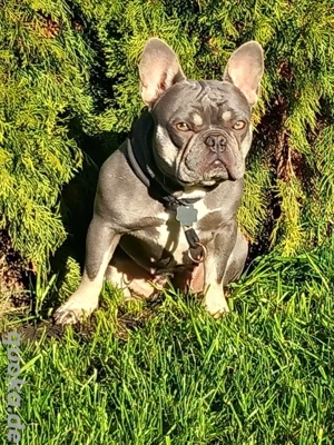 Französische Bulldogge Hündin Sportlich
