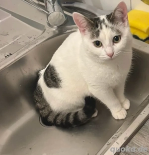 Auch für die kleine maus brsuchen wir ein neues zuhause 