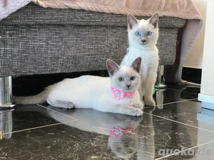 Russisch Blau mit Stammbaum , blue point und blue reinrassige Kitten