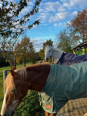 Suche Misthilfe  Stallhilfe gerne auch am WE