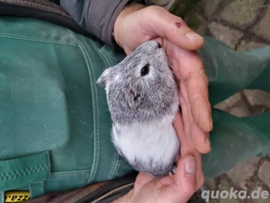 Meerschweinchen weiblich 
