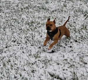 Old English Bulldog-Boxer-Mix Hündin (2 Jahre) sucht liebevolles Zuhause