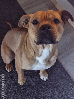 Old English Bulldog-Boxer-Mix Hündin (2 Jahre) sucht liebevolles Zuhause