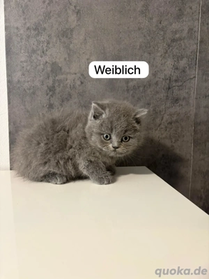 Katze Britische Kurzhaar 