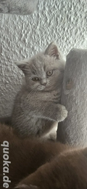 Bkh, Britisch Kurzhaar Lilac 0.1