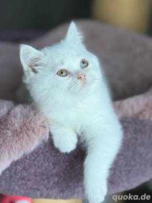 Wunderschöne BKH Kitten