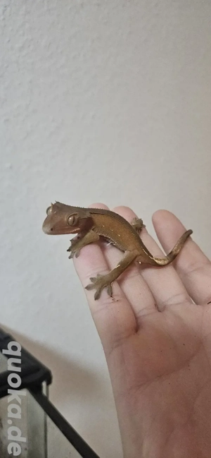 Kronengecko , Correlophus ciliatus , 0.0.7